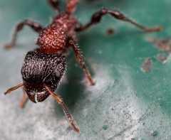 Dilobocondyla fouqueti