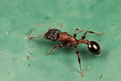 Dilobocondyla fouqueti