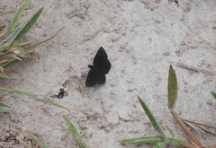 Viola egra
