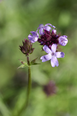 Glandularia lilacina