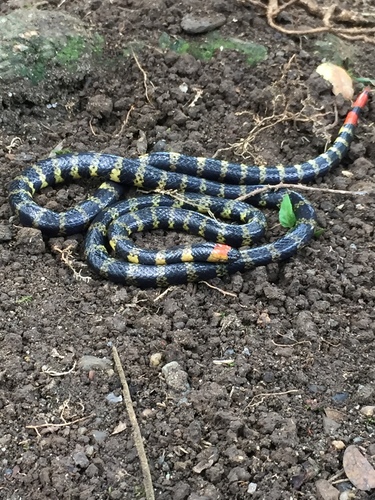 Andean red-tailed coral snake [decussatus], Micrurus mipartitus