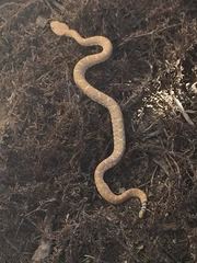 Crotalus ruber