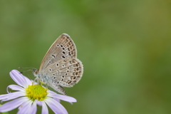 Pseudozizeeria maha okinawana