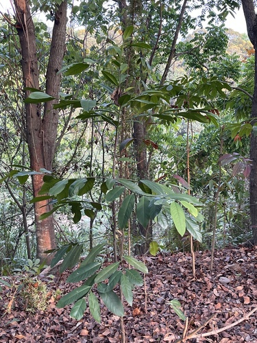 Diospyros maritima iNat (2)