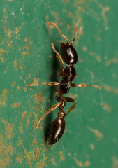 Tetraponera