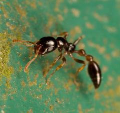 Tetraponera