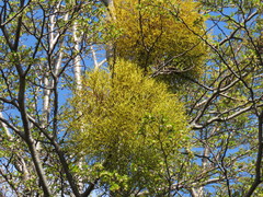 Misodendrum punctulatum