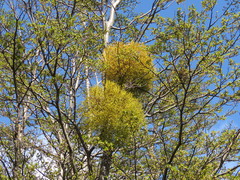 Misodendrum punctulatum