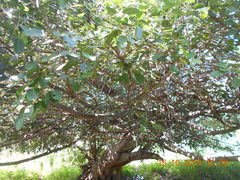 Ficus pertusa