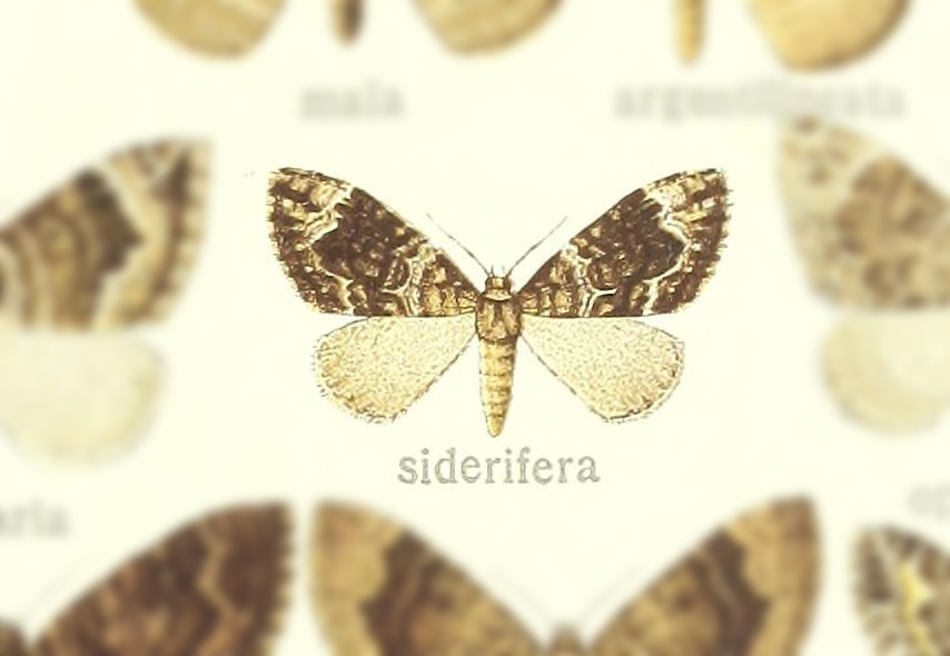 Lampropteryx siderifera