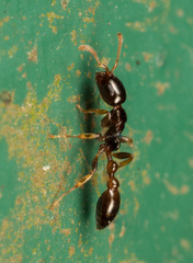 Tetraponera