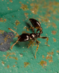 Tetraponera