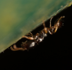 Tetraponera