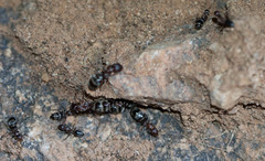 Camponotus vestitus