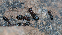 Camponotus vestitus