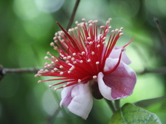 Feijoa sellowiana