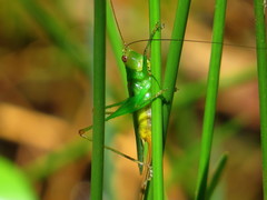Orthoptera