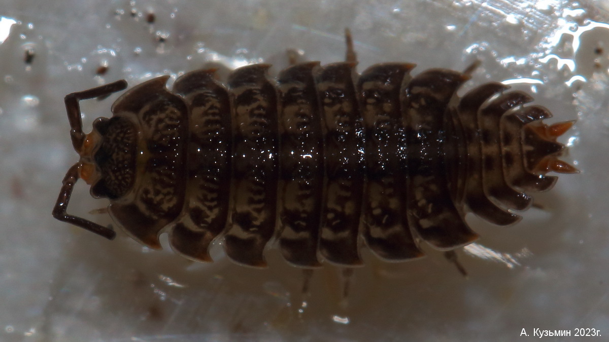 Мокрица Trachelipus kervillei