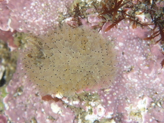 Acanthodoris rhodoceras image