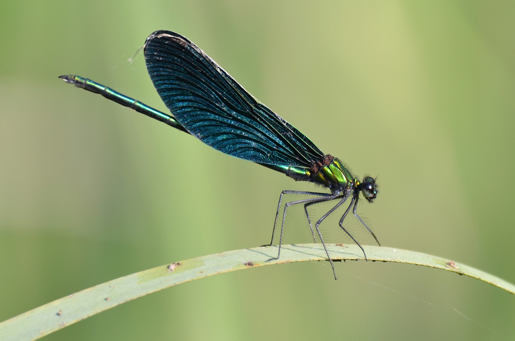 Calopteryx japonica