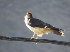 Daptrius albogularis