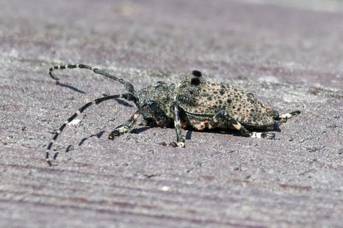 Oak Longicorn Beetle