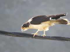 Daptrius albogularis