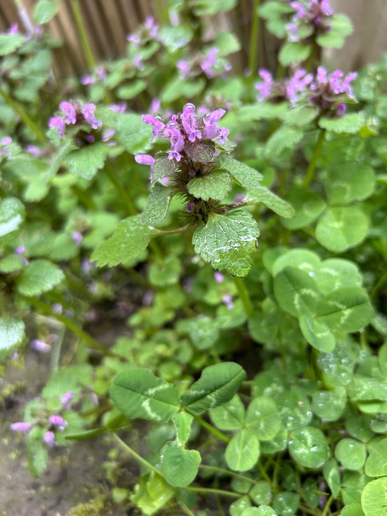 red from Eglingham Way, Morpeth, England, GB on April 28