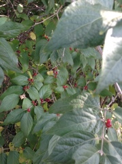 Lonicera maackii