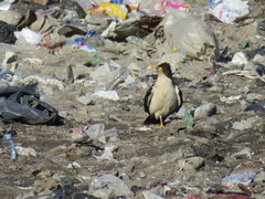 Daptrius albogularis