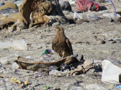 Daptrius albogularis