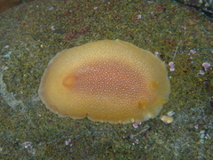 Doriopsilla albopunctata