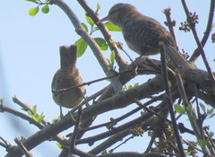 Campylorhynchus turdinus