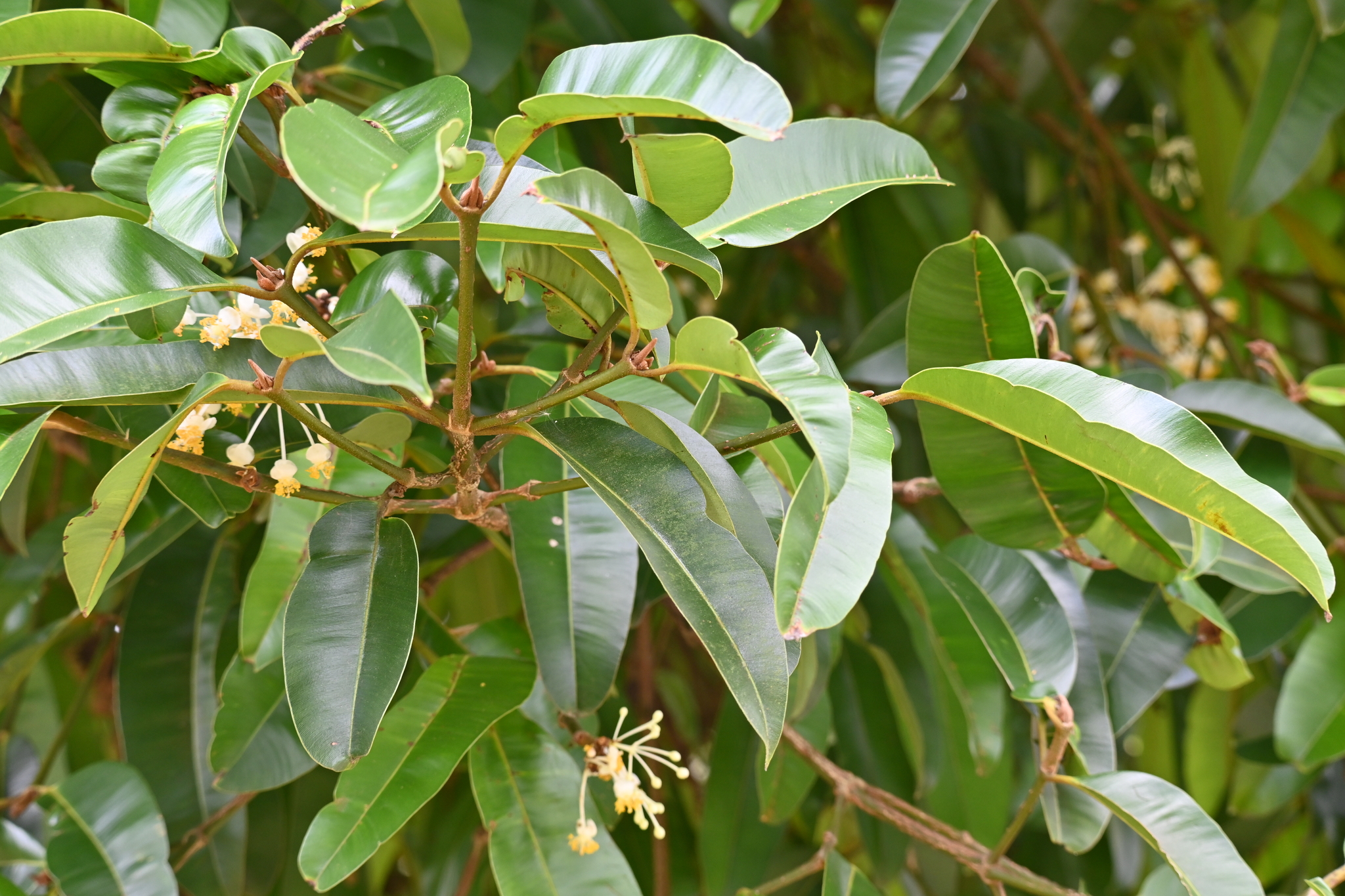 Calophyllum soulattri Burm.fil.