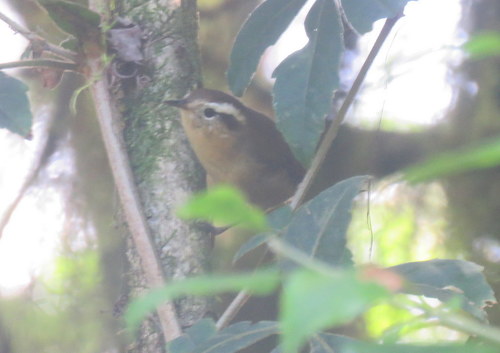 Troglodytes solstitialis