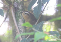 Troglodytes solstitialis