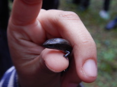 Scincella gemmingeri