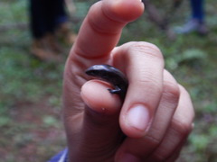 Scincella gemmingeri