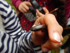 Scincella gemmingeri