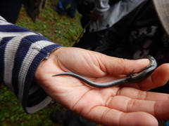 Scincella gemmingeri