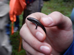 Scincella gemmingeri