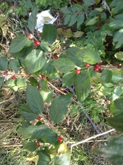 Lonicera maackii