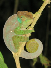 Calumma oshaughnessyi