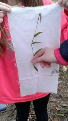 Microstegium vimineum