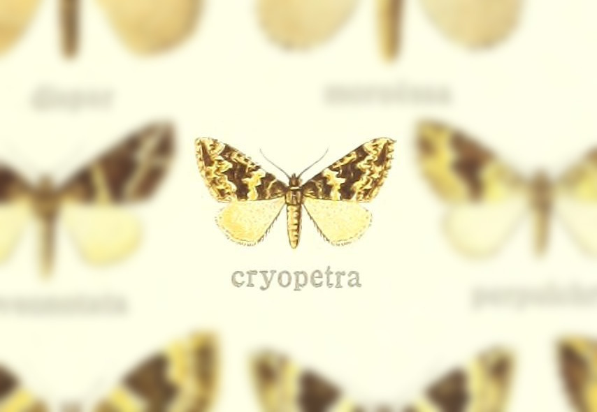 Electrophaes cryopetra