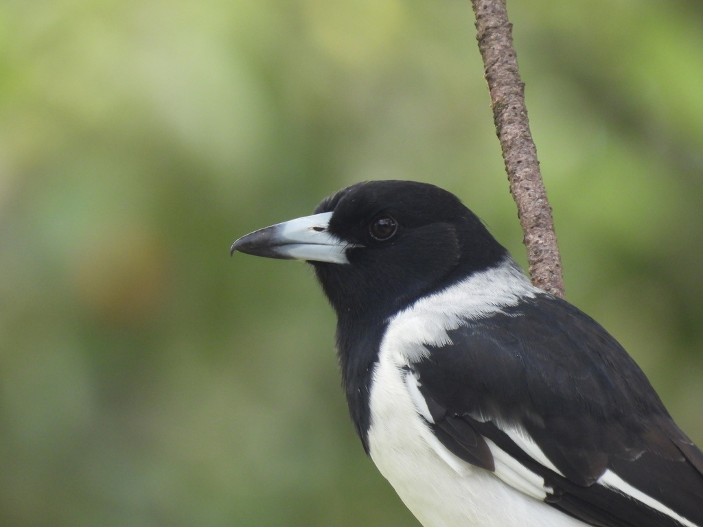 Pied Butcherbird from Gold Coast QLD, Australia on April 19, 2023 at 01 ...