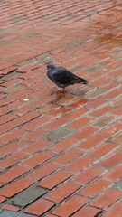 Columba livia domestica