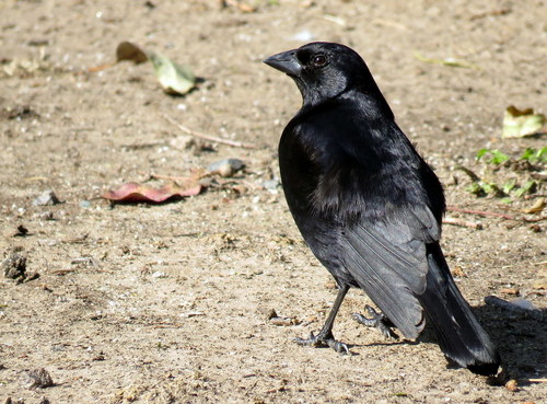 Molothrus rufoaxillaris
