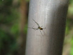 Leucauge argyrobapta image