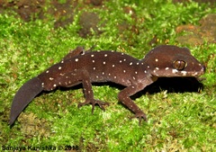 Cyrtodactylus triedrus